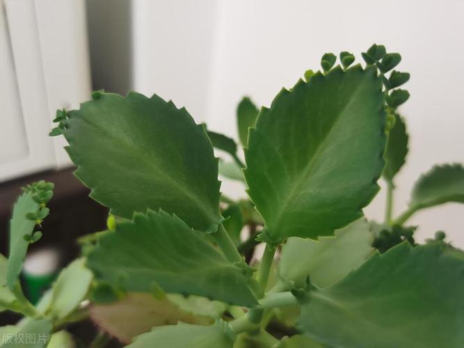 健康不死鳥多肉植株
